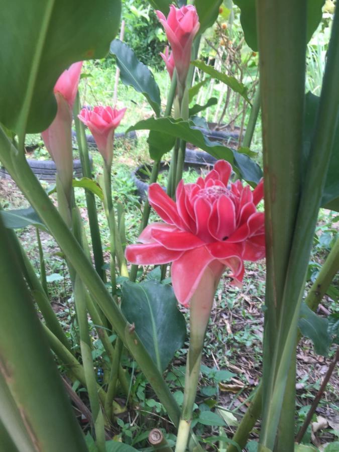 Farm stay Meechok Organic Ao Nang