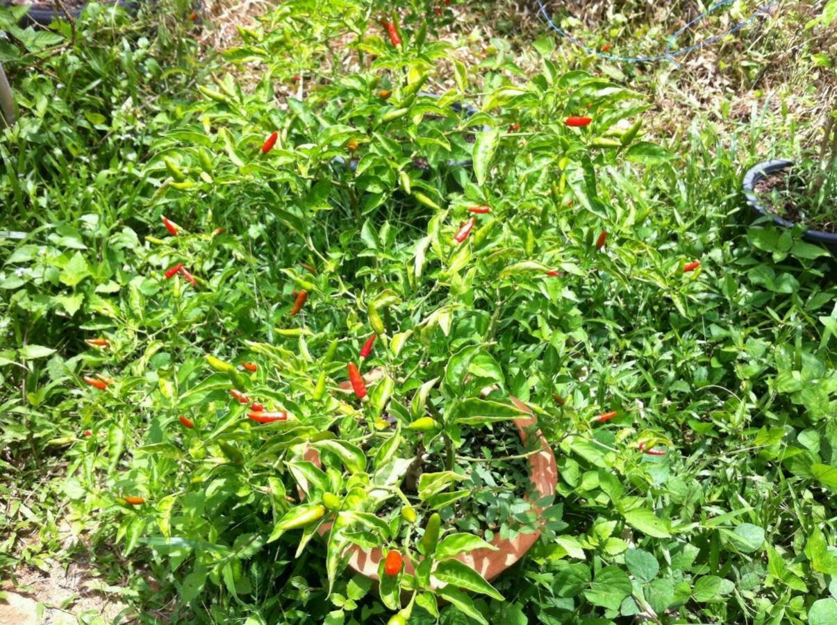 Farm stay Meechok Organic *